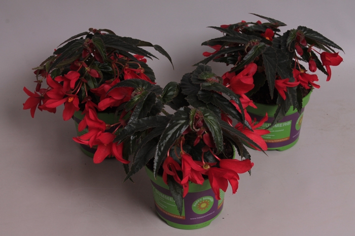 <h4>Begonia Hang Scarlet rose</h4>
