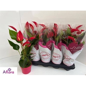 ANTHU BANDEROLA ROJA