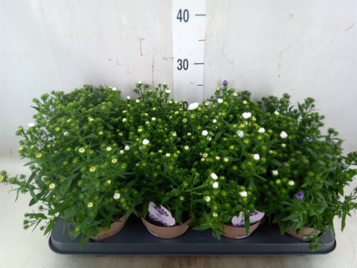 <h4>Aster  'Crown'   ...mix</h4>