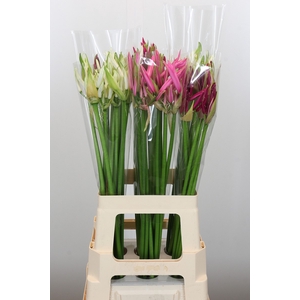 Nerine Mix