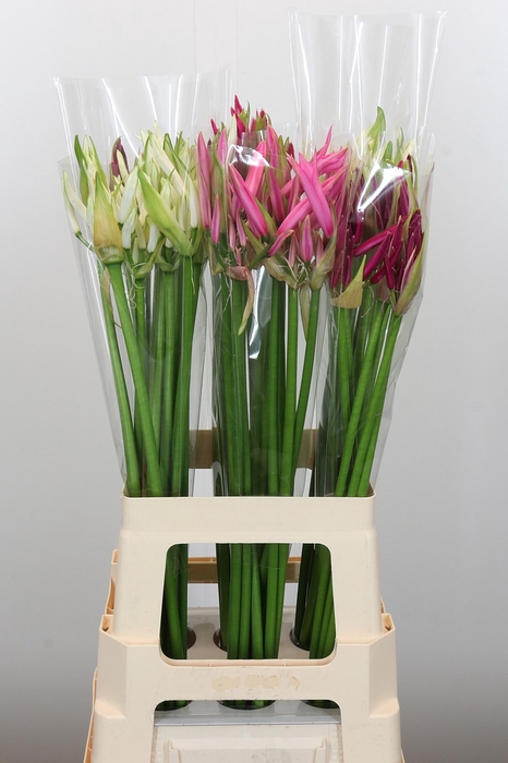 Nerine Mix