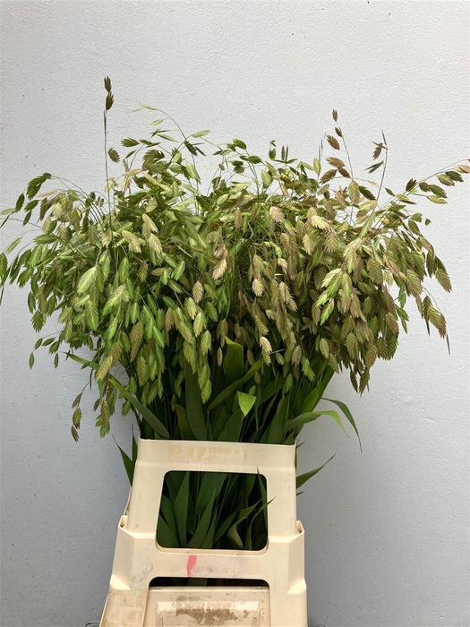 <h4>Chasmanth Latifolium 80 Cm</h4>