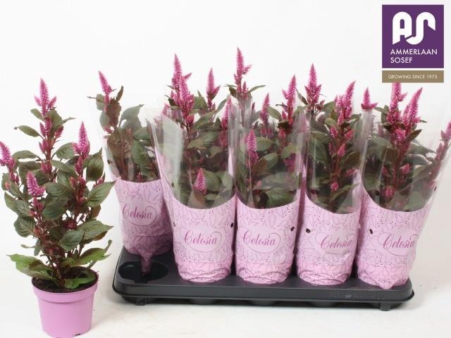 <h4>CEL MERIDA PINK</h4>
