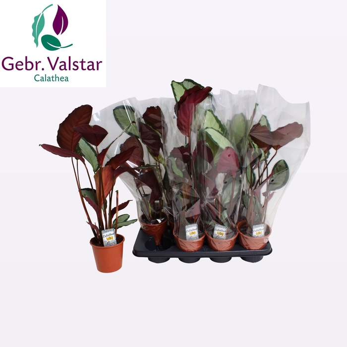 <h4>CALAT PICT ARGENTEA</h4>