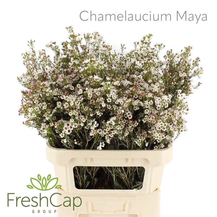 <h4>Chamelaucium Maya</h4>