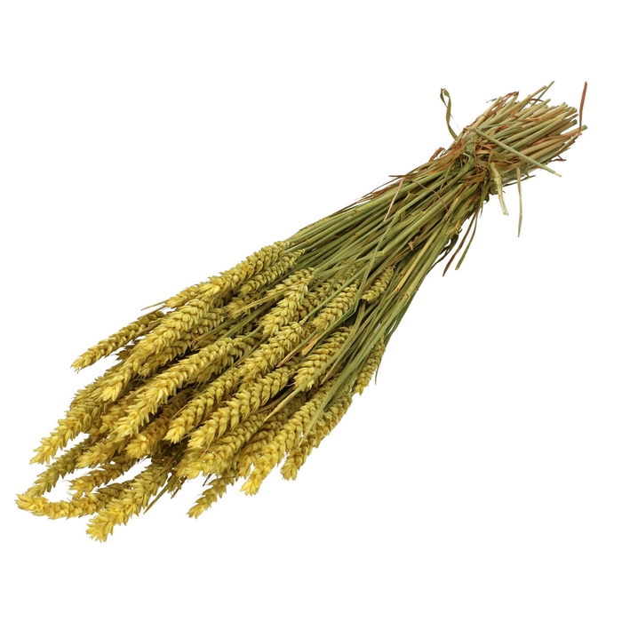 <h4>Dried flowers Wheat 60-70cm</h4>