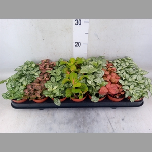Fittonia   ...mix 7