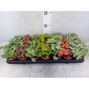 Fittonia   ...mix 7