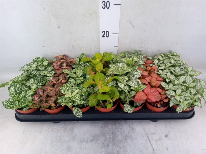 <h4>Fittonia   ...mix 7</h4>