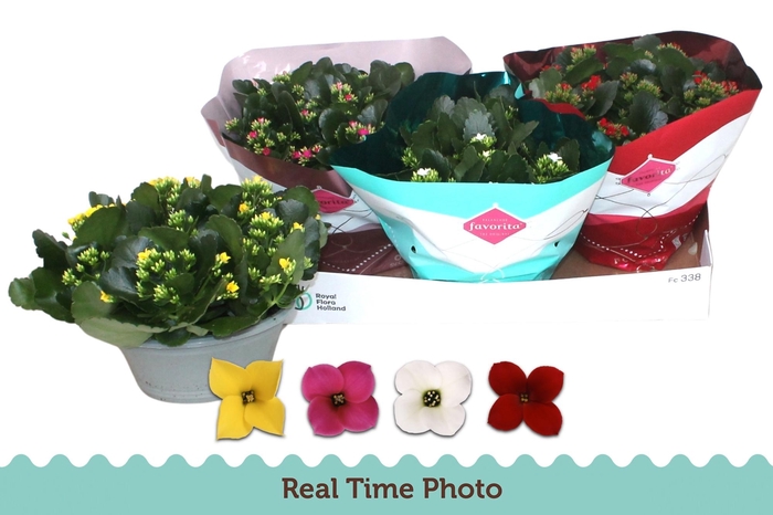 <h4>KAL EN GEM 4 KL</h4>