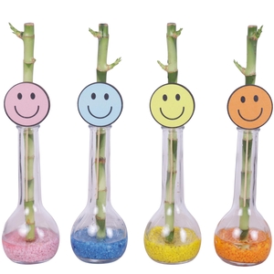 Yearround Lucky Bamboo Stem Straight 30cm in Glass Bulb Bottle