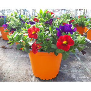 Calibrachoa Minifamous gemengd