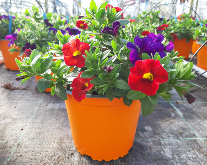 <h4>Calibrachoa Minifamous gemengd</h4>