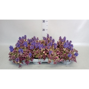 Ajuga reptans 'Multicolor'