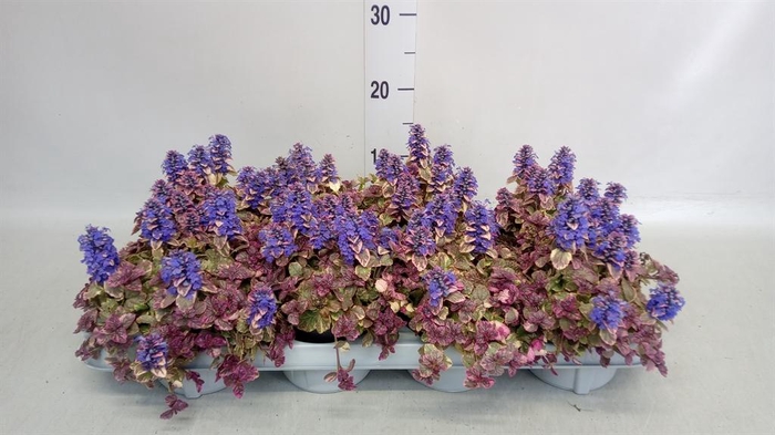 <h4>Ajuga reptans 'Multicolor'</h4>