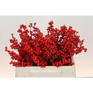 Ilex Rood