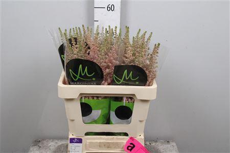 <h4>Astilbe chinensis 'Vision Inferno'</h4>