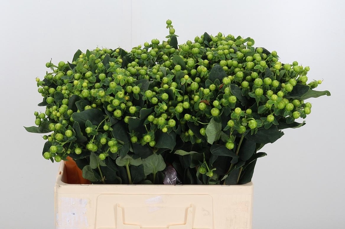 <h4>Hyp Mag Green</h4>
