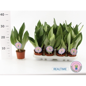 Sansevieria trif. Moonshine