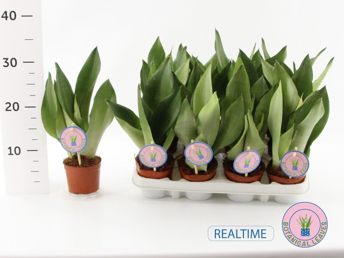 <h4>Sansevieria trif. Moonshine</h4>