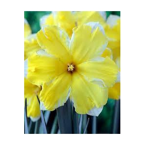 NARCISSUS INCOMPARABILIS