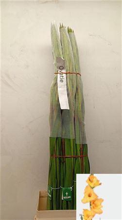 <h4>Glad Gr Ovatie</h4>