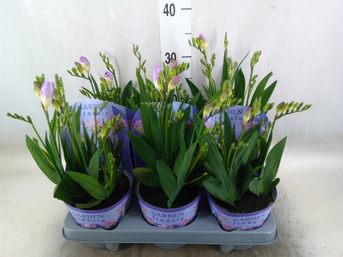 <h4>Freesia   ...</h4>