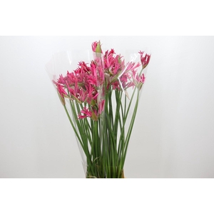 Nerine Pearl of Cherry