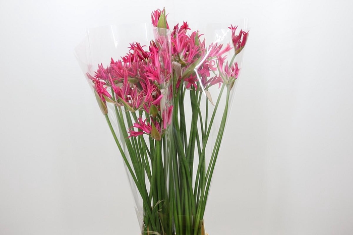 <h4>Nerine Pearl of Cherry</h4>