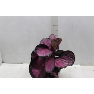 CALATHEA ROSEA PICTA CRIMSON P17