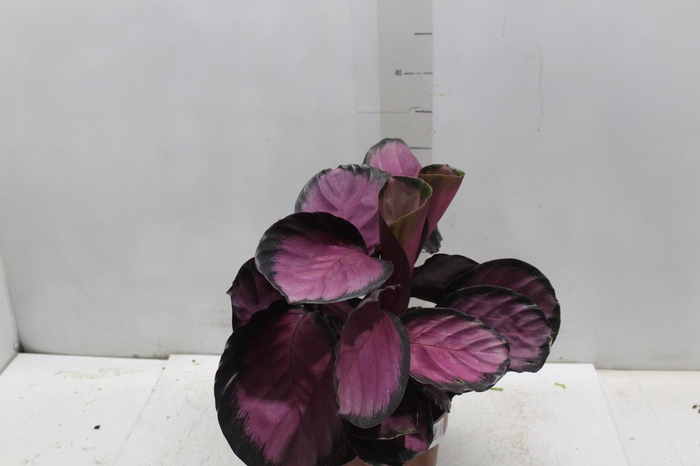 <h4>CALATHEA ROSEA PICTA CRIMSON P17</h4>