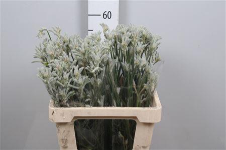 <h4>Anigoz Bush Diamond</h4>