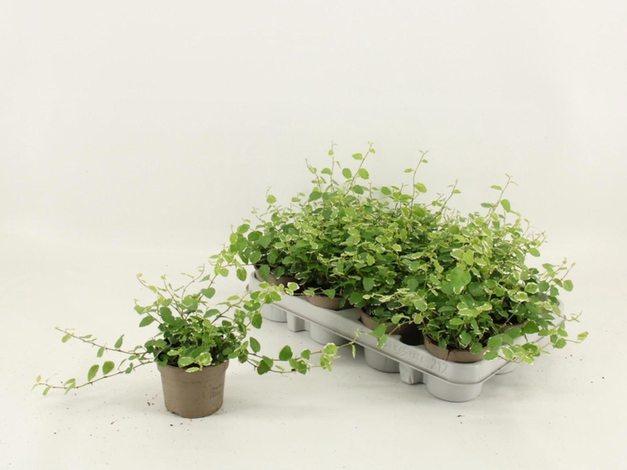 <h4>Ficus pumila 'White Sunny'</h4>