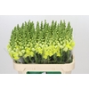 Antirrhinum Opus Yellow