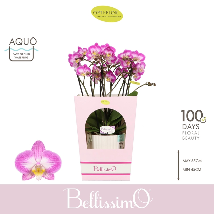 <h4>Bellissimo Caro in Molise White Aquo Giftbox</h4>