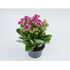 KAL. DOBRADO P15 PINK