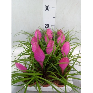Tillandsia cyanea
