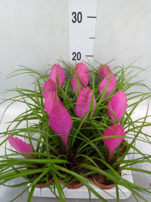 <h4>Tillandsia cyanea</h4>