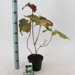 Hydrangea quercifolia