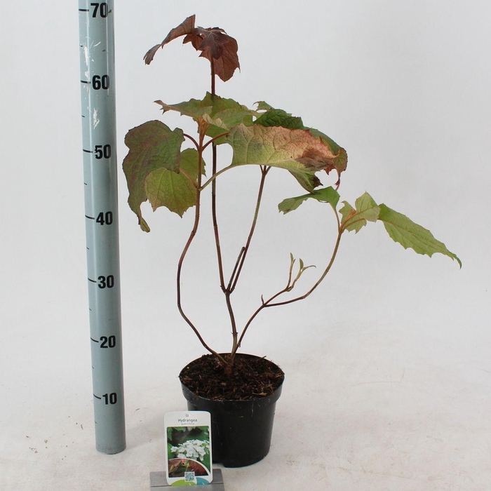 <h4>Hydrangea quercifolia</h4>
