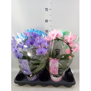 Phalaenopsis   ...