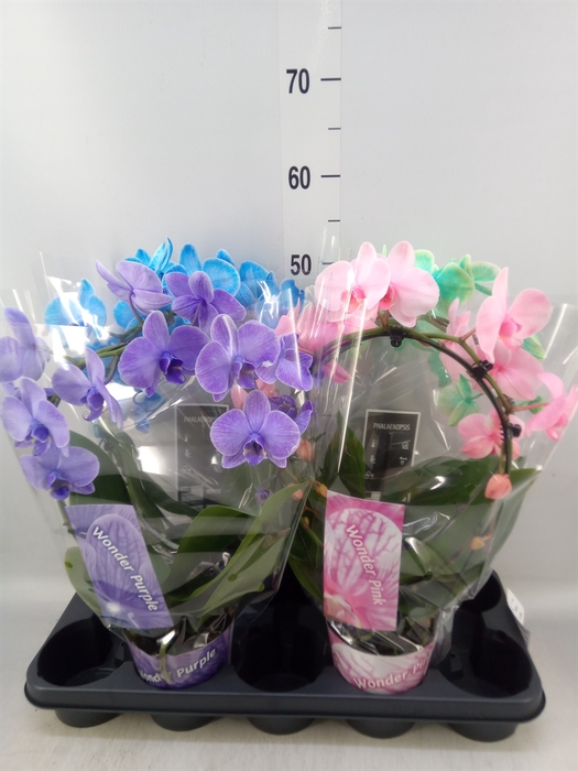 <h4>Phalaenopsis   ...</h4>