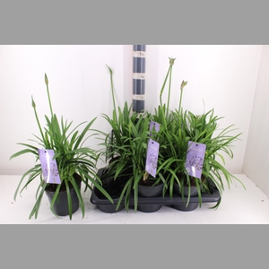 AGAPA SUMM LOVE BLUE