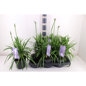 AGAPA SUMM LOVE BLUE