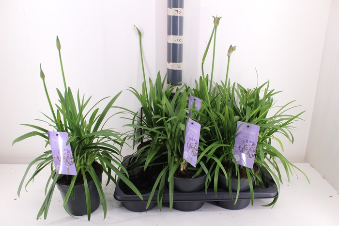 <h4>AGAPA SUMM LOVE BLUE</h4>