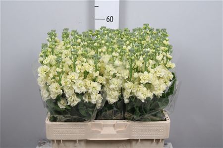 <h4>Matth Stox Yellow</h4>