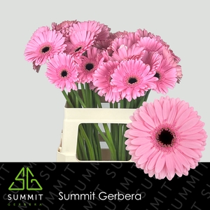Gerbera Shanice Lang Ongelijk 60cm Water x40