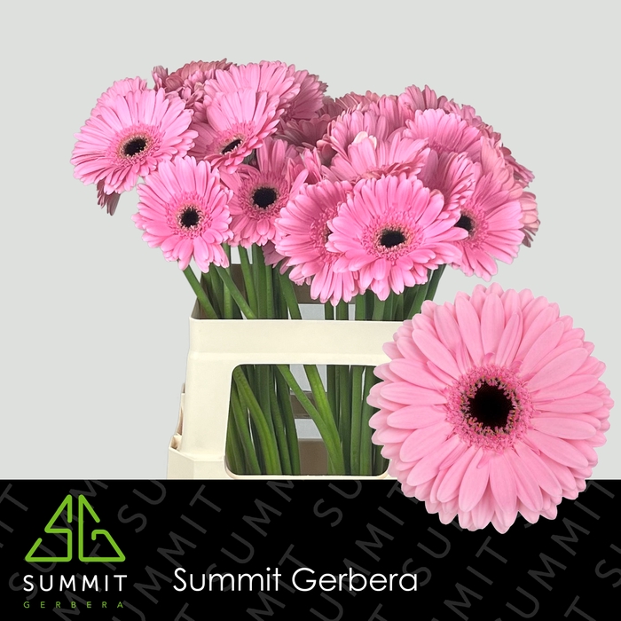 <h4>Gerbera Shanice Lang Ongelijk 60cm Water x40</h4>
