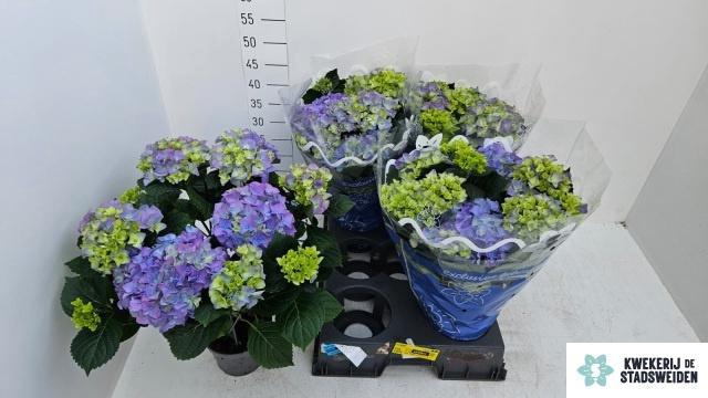 <h4>HYDR M EARLY BLUE</h4>