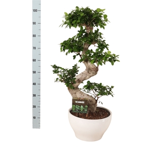 Ficus microcarpa 'Ginseng'